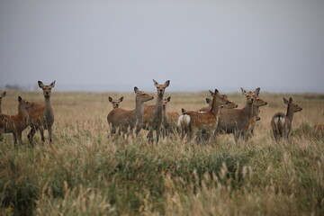 A herd of female deer on the Notsuke Peninsula