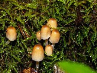 Mica cap fungi Coprinellus micaceus