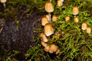 Mica cap fungi Coprinellus micaceus