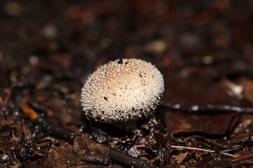 A warted puffball, Lycoperdon perlatum