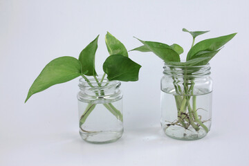 Several ivory betel plants placed in a jar of water isolated on a white background, side view.