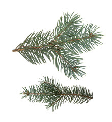 Fir branch isolated. Christmas tree. Christmas green spruce branch	