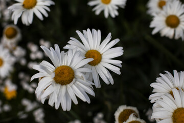 Obraz premium Flowers in garden in summer. Flowering of plant. Beautiful nature.