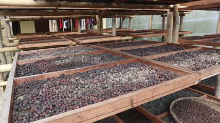 coffee beans in the drying process using the heat of the sun