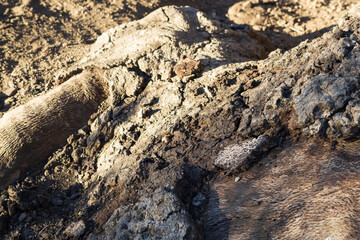 Bark of a Tree, Texture, Dirt, Path