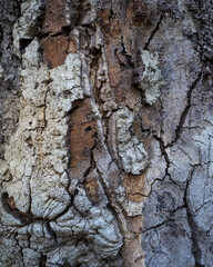 Bark of a Tree, Texture, Moss