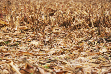 View of a yellow corn plantation with a strip of cut stems in the field. Harvesting ripe grain plants. Landscape with cornfield in autumn