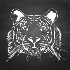 A tiger hand drawn with chalk on a blackboard. isolated vector graphic