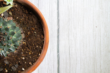 pote, fábrica, aumento, aislada, hojas, cagado, naturaleza, flor, horticultura, huerta, vida, maceta, nuevas, acrecentar, crecimiento, plántula, brotar, agricultura, primavera, botánica, hojas, joven,