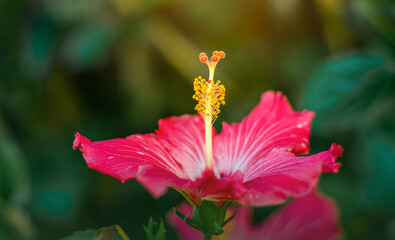 red flower in the garden