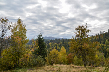 Fototapeta na wymiar Autumn landscape with colorful trees and mountains. Ukrainian Carpathians in the fall