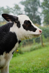 calf cow in the rain