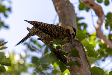 Photograph of a Green-barred woodpecker, found in Porto Alegre, Rio Grande do Sul, Brazil.