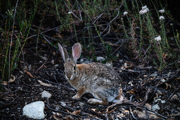 rabbit in foliage