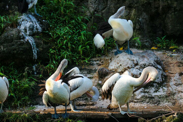 Obraz premium This is photo of pelican bird. This bird is one of the bird species in the lake in Ragunan Zoo.