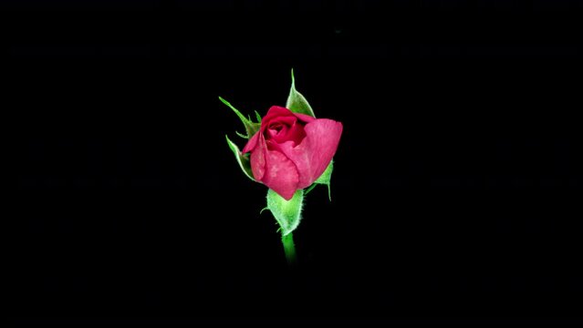 Beautiful opening Red rose on Black background. Petals of Blooming pink rose flower open, time lapse, close-up. Holiday, love, birthday. Bud closeup. Macro. 4K UHD video timelapse