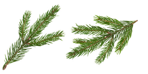 Fir branch isolated png transparent. christmas tree. Christmas green spruce branch. green fir tree...
