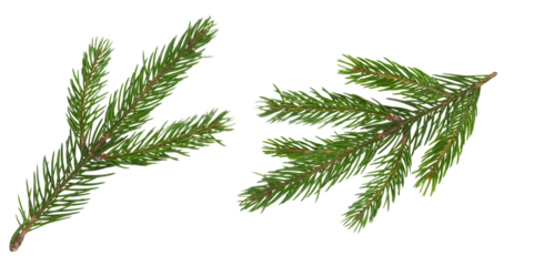 Fir branch isolated png transparent. christmas tree. Christmas green spruce branch. green fir tree branch. Object for christmas card, packaging, banner, calendar.