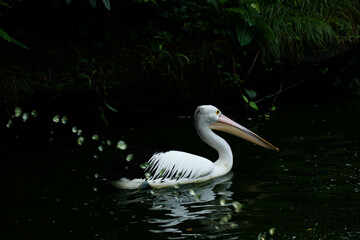 This is photo of pelican bird. This bird is one of the bird species in the lake in Ragunan Zoo.