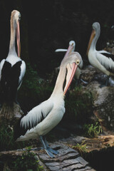 This is photo of pelican bird. This bird is one of the bird species in the lake in Ragunan Zoo.