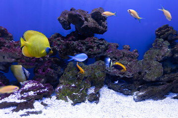 Tropical fish in the ocean
