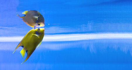 Tropical fish in the ocean