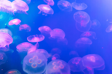 Jellyfish at the bottom of the ocean or sea.