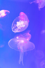 Jellyfish at the bottom of the ocean or sea.