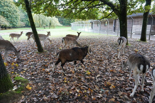 Nature, Parc des Gayeulles, Rennes