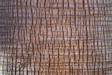 Background palm tree bark texture.