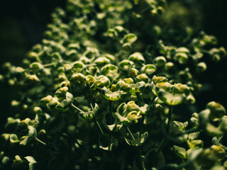 Close up of a plant