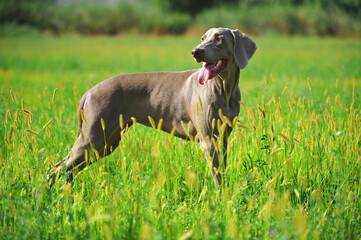a weimaraner breed dog playing in the field