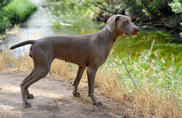 a weimaraner breed dog playing in the field