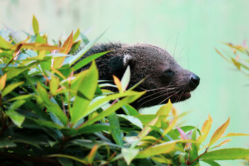 This is photo of a binturong at Ragunan Zoo.