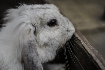 遠くを見ているウサギ