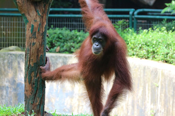 Naklejka premium This is a photo of a Sumatran orangutan at Ragunan Zoo.