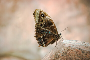 Fototapeta premium Close-up on exotic butterfly with blurred background