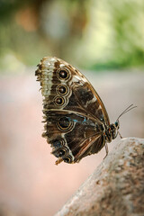 Close-up on exotic butterfly with blurred background