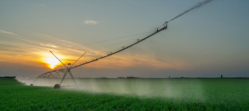 Irrigation system watering green peas on agricultural field in summer