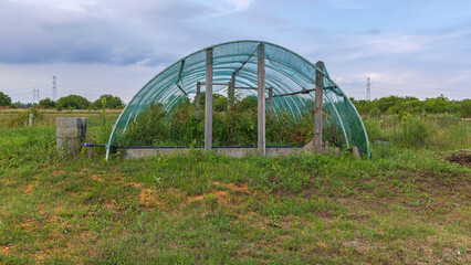 Cultivating Tomatoes Tunnel Net
