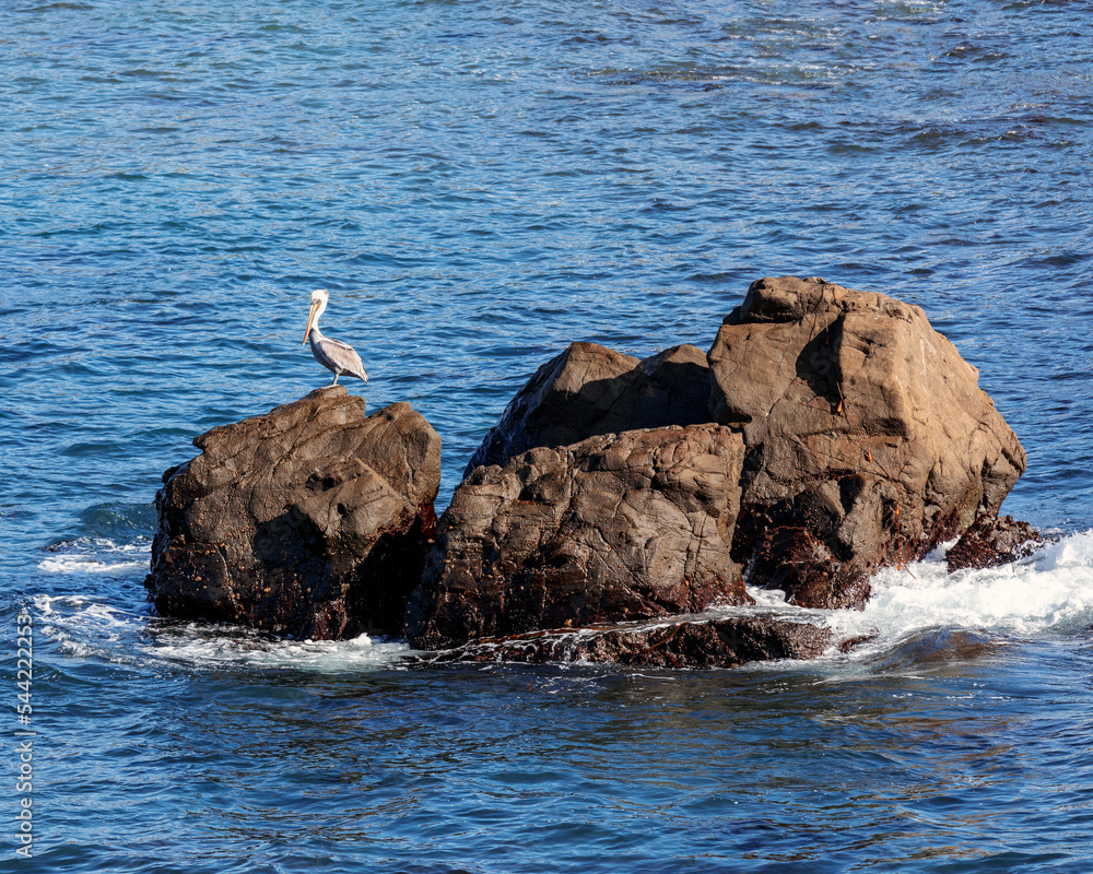 Wall mural Lone Pelican