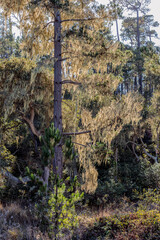 Fototapeta premium Spanish Moss 9