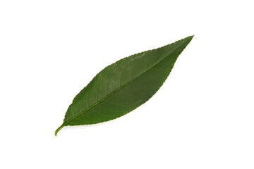 Fototapeta premium One fresh green leaf isolated on white