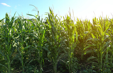 Beautiful view of corn growing in field