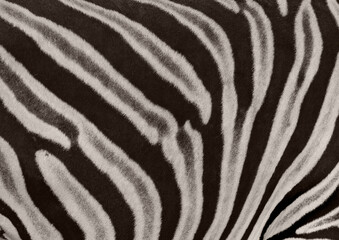 Fototapeta na wymiar strange animal the zebra
