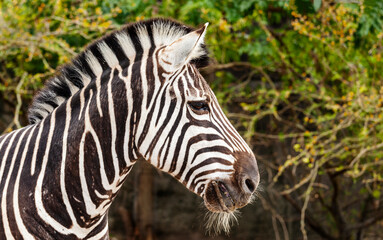 Fototapeta na wymiar strange animal the zebra