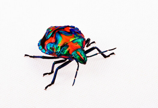 harlequin beetle from Australia