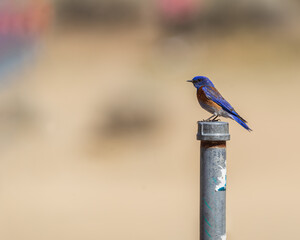Blue bird standing up on a pipe.