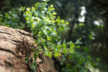 flora y fauna