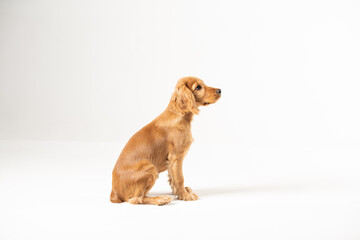 young spaniel dog on a white background